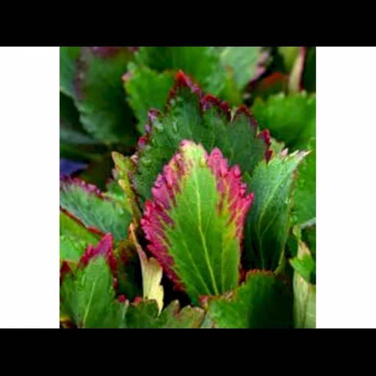 Kæmpestenbræk Hybrid 'Nova Flame' Mukgenia X 'Nova Flame'® 1 Liter Potte - Billede 3