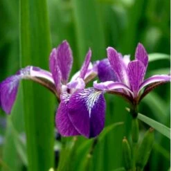 Iris Iris Versicolor 1 Liter Potte