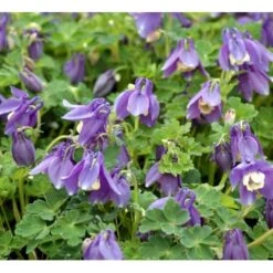 Akeleje 'Spring Magie Blue White' Aquilegia Caer. 'Spring Magie Blue White' 1 Liter Potte