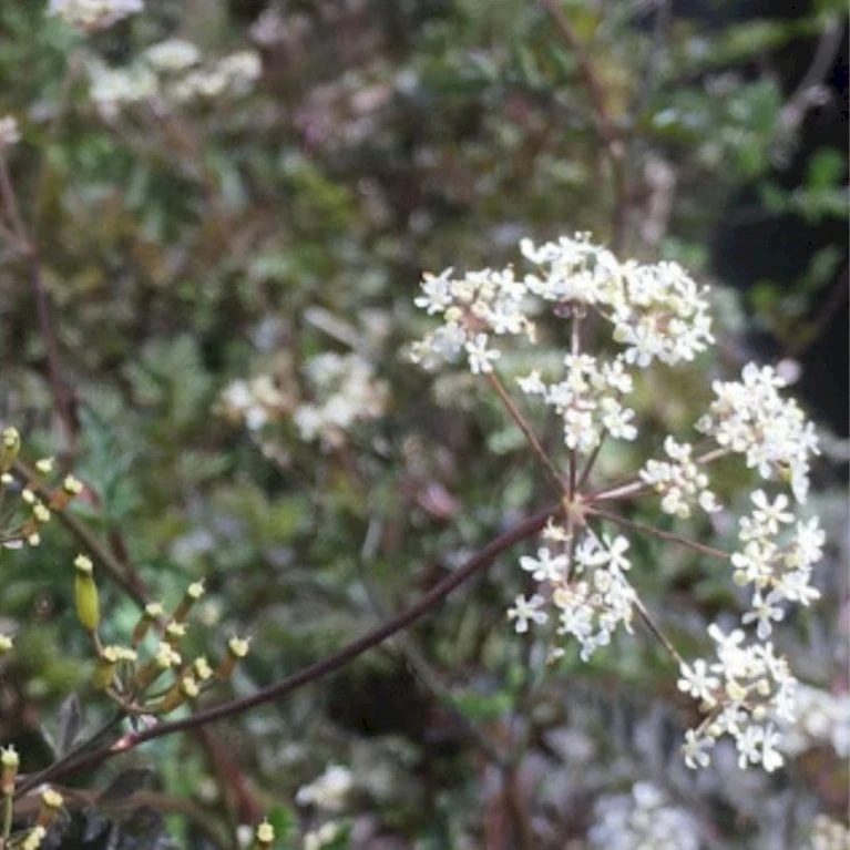 Vild Kørvel, Mørkt Løv Anthriscus Sylv. 'Ravenswing' 1 Liter Potte