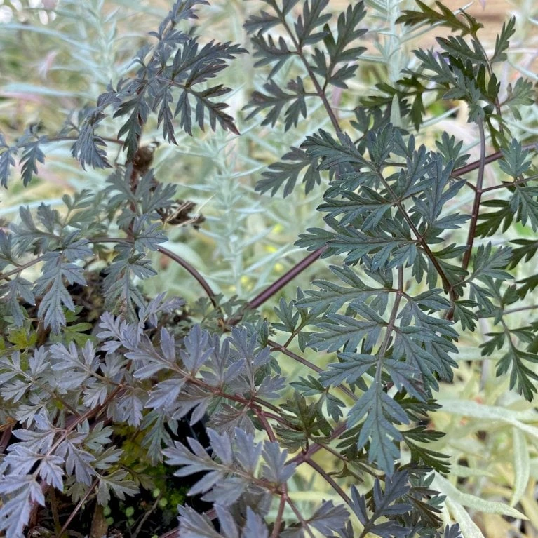 Vild Kørvel, Mørkt Løv Anthriscus Sylv. 'Ravenswing' 1 Liter Potte - Billede 3