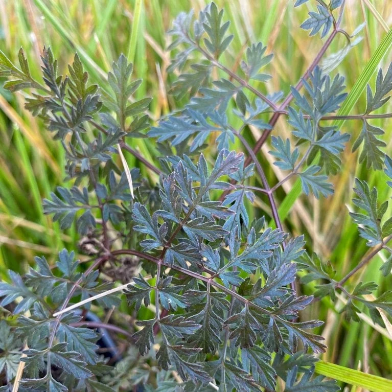 Vild Kørvel, Mørkt Løv Anthriscus Sylv. 'Ravenswing' 1 Liter Potte - Billede 4