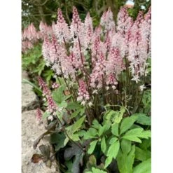 Skumblomst 'Spring Symphony' Tiarella Cor.'Spring Symphony'® 1 Liter Potte