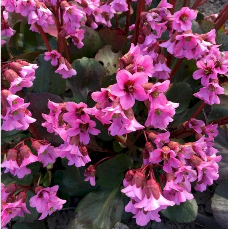 Kæmpestenbræk 'Rosi Klose' Bergenia Hybrid 'Rosi Klose' 1 Liter Potte