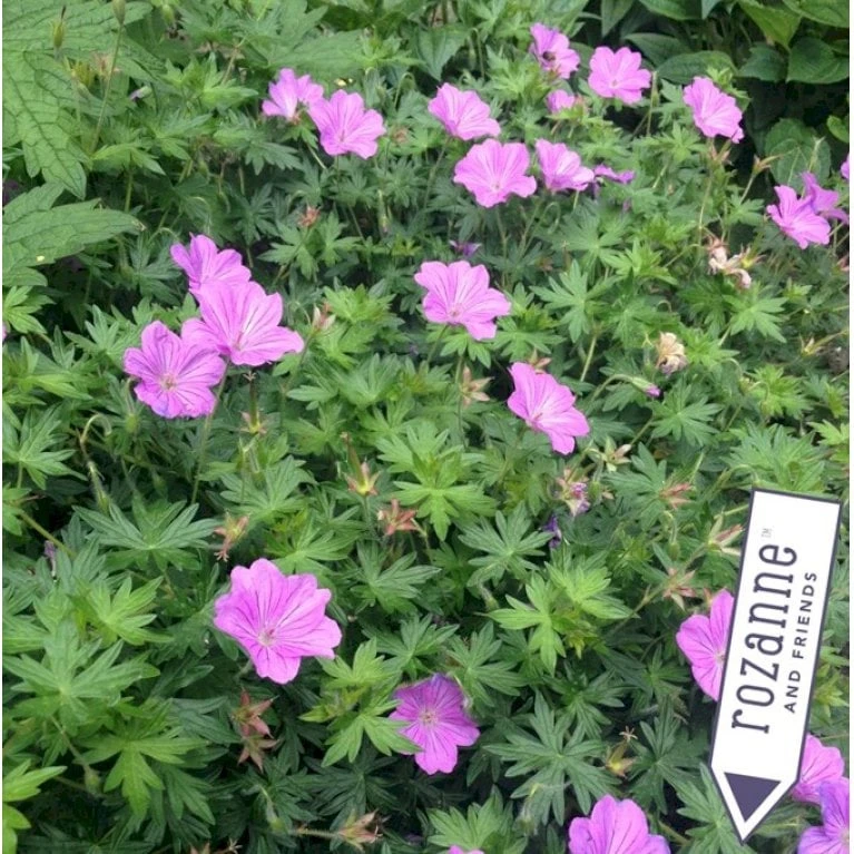 Storkenæb Hybrid 'Blushing Turtle' Geranium Hybrid 'Blushing Turtle'® 1 Liter Potte