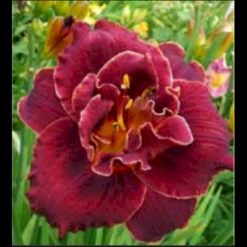Daglilje Hemerocallis H. 'Night Ember' Potte 2 Liter.