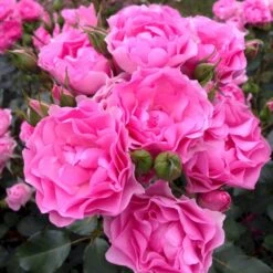 'I Am Grateful'™ Rosa X 'I Am Grateful'™ (Buketrose) A-Kvalitet,- Barrods Roser Min. 3 Grene