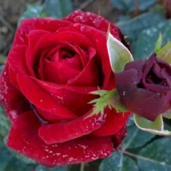 'Fall In Love Again'™ Rosa X 'Fall In Love Again'™ (Buketrose) A-Kvalitet,- Barrods Roser Min. 3 Grene