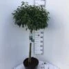 Portugisisk Laurbærkirsebær Prunus Lusitanica 'Angustifolia' Opstammet 60 Cm. 10 Liter Potte