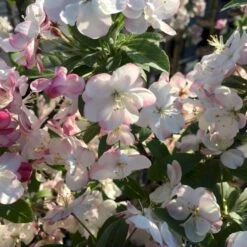 Paradisæble ’Coralcole’ Malus ’coralcole’ Opstammet 80 Cm. 7,5 Liter Potte