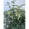 Stenved Osmanthus Burkwoodi Potte 3,5 Liter 20-30 Cm.