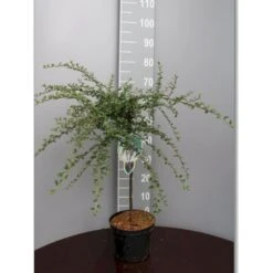 Dværgmispel 'Variegatus' Cotoneaster Atropurpureus 'Variegatus' Opstammet 60 Cm. Med Potte