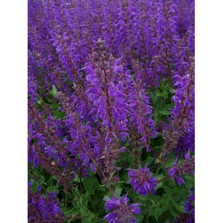 Staude-Salvie Salvia Nemorosa 'Mainacht' 1 Liter Potte