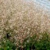 Porcelænsblomst Saxifraga Urbium Potte 2 Liter.