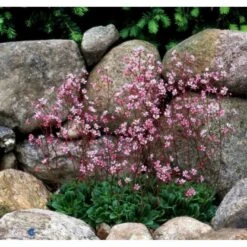 Porcelænsblomst 'Elliott's Variety' Saxifraga Urbium 'Elliott's Variety' 10 Cm. Potte