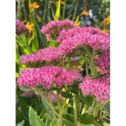 Sankthansurt 'Herbstfreude' Sedum Telephium 'Herbstfreude' 1 Liter Potte