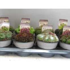 Husløg Sempervivum Mix 10 Cm. Potte