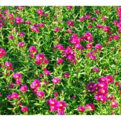 Høstasters 'Winston Churchill' Aster Novi-belgii 'Winston Churchill' 1 Liter Potte