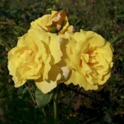 'Chinatown'™ Rosa X 'Chinatown'™ (Buketrose) A-Kvalitet,- Barrods Roser Min. 3 Grene