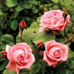 'Coral Dawn' Rosa X 'Coral Dawn' (Slyngrose) A-Kvalitet,- Barrods Roser Min. 3 Grene