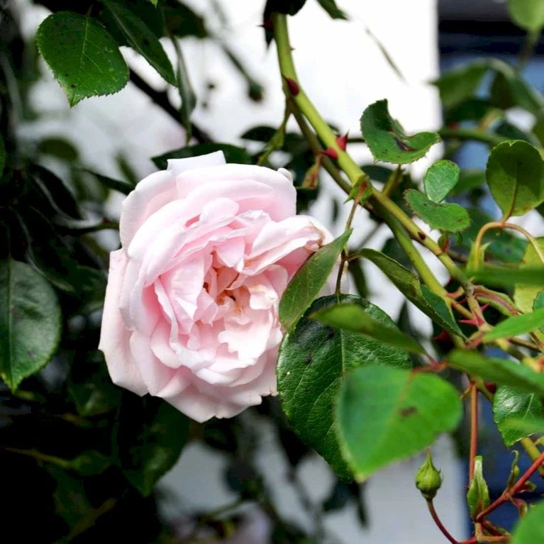 'New Dawn' Rosa X 'New Dawn' (Slyngrose) A-Kvalitet,- Barrods Roser Min. 3 Grene - Billede 3