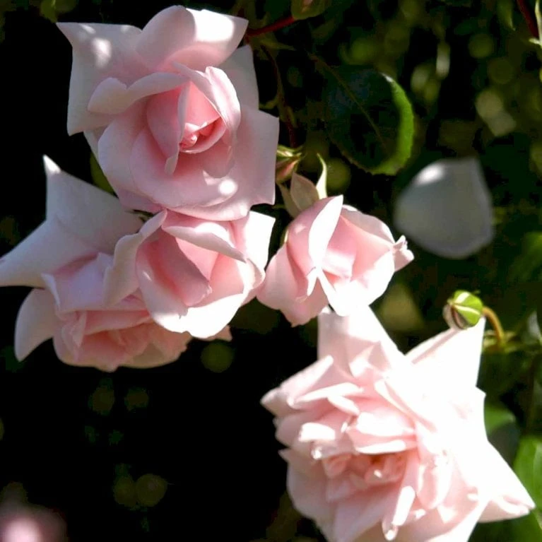 'New Dawn' Rosa X 'New Dawn' (Slyngrose) A-Kvalitet,- Barrods Roser Min. 3 Grene - Billede 4