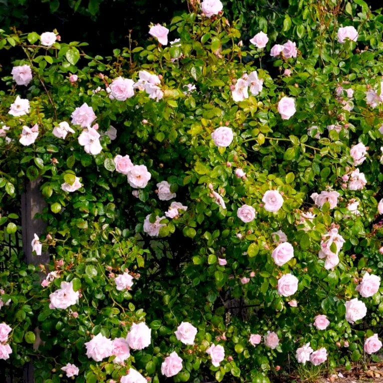 'New Dawn' Rosa X 'New Dawn' (Slyngrose) A-Kvalitet,- Barrods Roser Min. 3 Grene - Billede 5