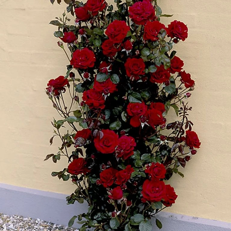 'That's Jazz'™ Rosa X 'That's Jazz'™ (Slyngrose) A-Kvalitet,- Barrods Roser Min. 3 Grene