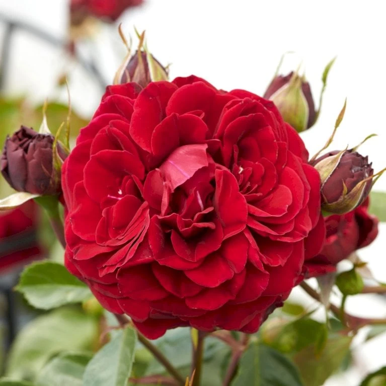 'That's Jazz'™ Rosa X 'That's Jazz'™ (Slyngrose) A-Kvalitet,- Barrods Roser Min. 3 Grene - Billede 3