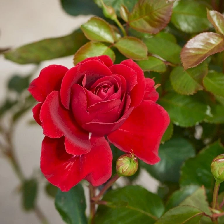 'That's Jazz'™ Rosa X 'That's Jazz'™ (Slyngrose) A-Kvalitet,- Barrods Roser Min. 3 Grene - Billede 4