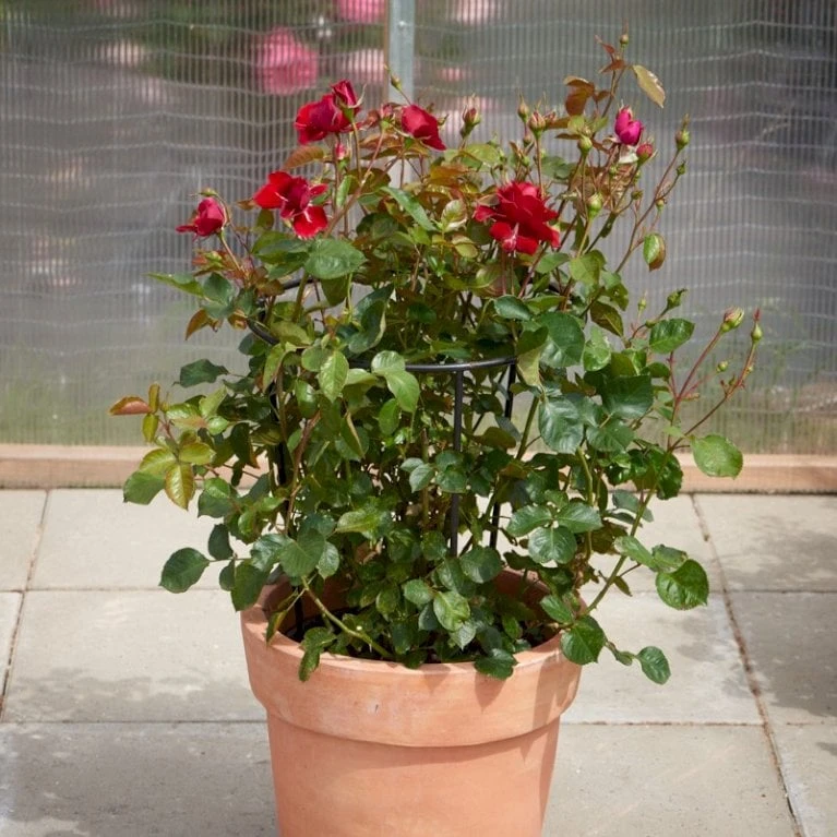 'That's Jazz'™ Rosa X 'That's Jazz'™ (Slyngrose) A-Kvalitet,- Barrods Roser Min. 3 Grene - Billede 5