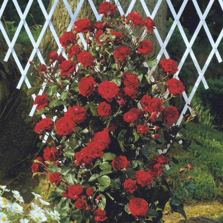 'That's Jazz'™ Rosa X 'That's Jazz'™ (Slyngrose) A-Kvalitet,- Barrods Roser Min. 3 Grene - Billede 6