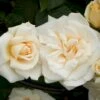 'White Nights'™ Rosa X 'White Nights'™ (Slyngrose) A-Kvalitet,- Barrods Roser Min. 3 Grene
