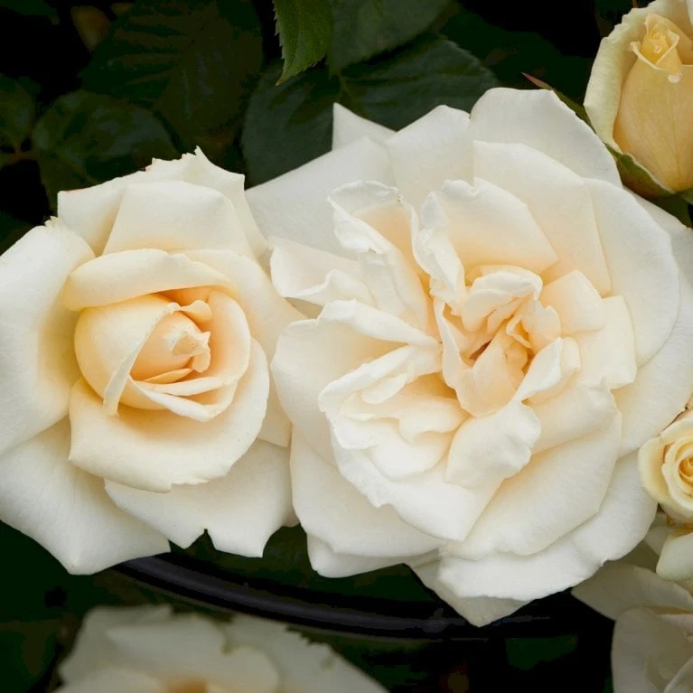 'White Nights'™ Rosa X 'White Nights'™ (Slyngrose) A-Kvalitet,- Barrods Roser Min. 3 Grene