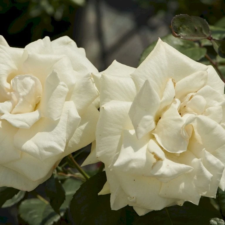 'White Nights'™ Rosa X 'White Nights'™ (Slyngrose) A-Kvalitet,- Barrods Roser Min. 3 Grene - Billede 3