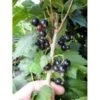 Solbær 'Ben Alder' Ribes Nigrum 'Ben Alder' 3,5 Liter Potte