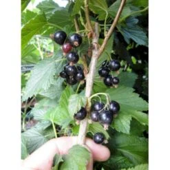 Solbær 'Ben Alder' Ribes Nigrum 'Ben Alder' 3,5 Liter Potte