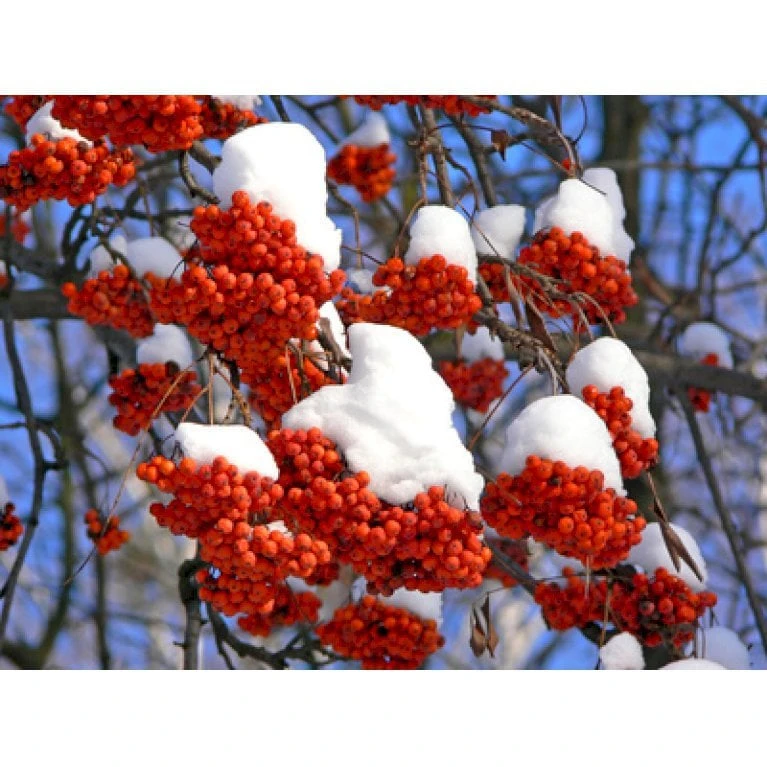Almindelig Røn Sorbus Aucuparia Potte 7,5 Liter 175-200 Cm. - Billede 3