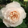 'Fru Nørby'™ Rosa X 'Fru Nørby'™ (Buketrose) A-Kvalitet,- Barrods Roser Min. 3 Grene