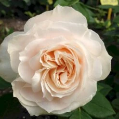 'Fru Nørby'™ Rosa X 'Fru Nørby'™ (Buketrose) A-Kvalitet,- Barrods Roser Min. 3 Grene