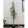 Japansk Røn Sorbus Commixta Heister 175-200 Cm. Med Potte