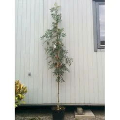 Japansk Røn Sorbus Commixta Heister 175-200 Cm. Med Potte