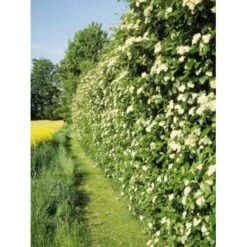 Sølvrøn Sorbus Mougeotii Potte 10 Liter 200-250 Cm.