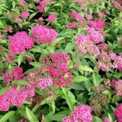 Spiræa 'Anthony Waterer' Spiraea X Bumalda 'Anthony Waterer' Potte 3,0 Liter,- 30-40 Cm.