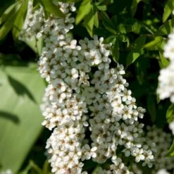 Snedrivebusk 'Grefsheim' Spiraea X Cinerea 'Grefsheim' Potte 2,0 Liter,- 40-60 Cm.