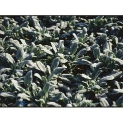 Lammeøre Stachys Byzantina 'Silver Carpet' 1 Liter Potte