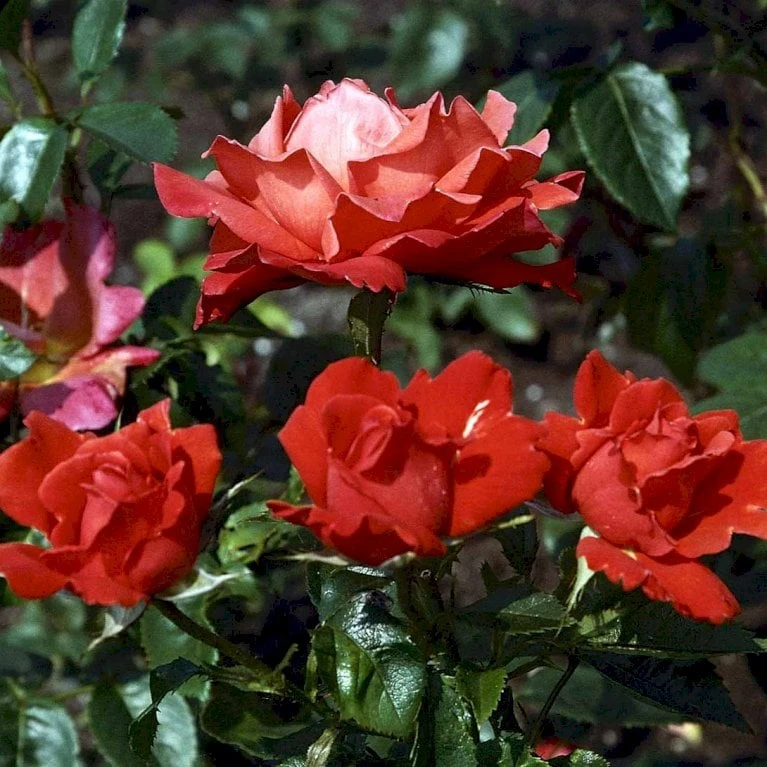 'Alexander' Rosa X 'Alexander' (storblomstrende) A-Kvalitet,- Barrods Roser Min. 3 Grene - Billede 3