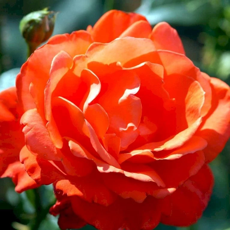 'Alexander' Rosa X 'Alexander' (storblomstrende) A-Kvalitet,- Barrods Roser Min. 3 Grene - Billede 4