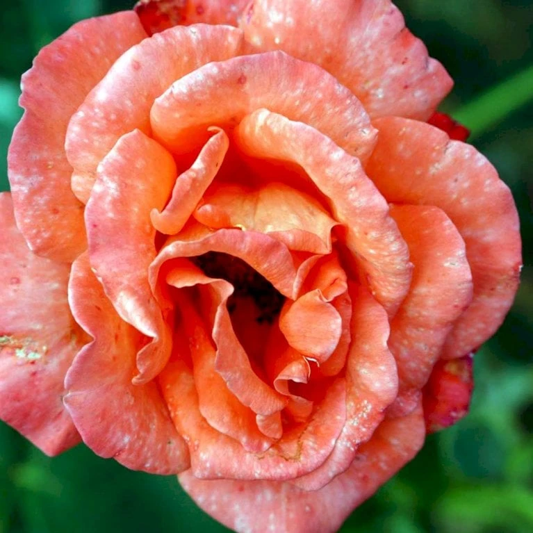 'Alexander' Rosa X 'Alexander' (storblomstrende) A-Kvalitet,- Barrods Roser Min. 3 Grene - Billede 5