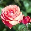 'Duftwolke'® Rosa X 'Duftwolke'® (Storblomstrende) A-Kvalitet,- Barrods Roser Min. 3 Grene